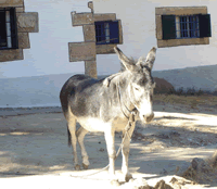 burro burro