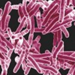 Nuevos fármacos para acabar con la tuberculosis multirresistente