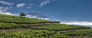 PERAL CON TEIDE 2