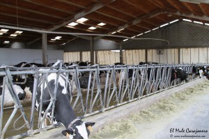 2013_12_leche_cudana_008