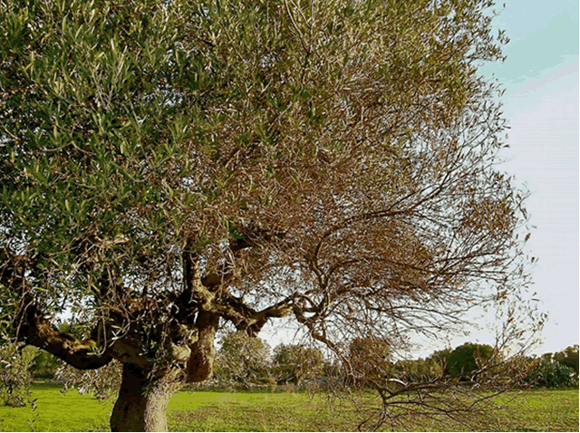 olivos