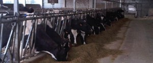 leche385