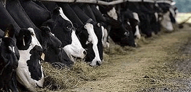 vacas