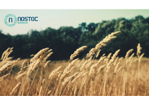 nostoc2
