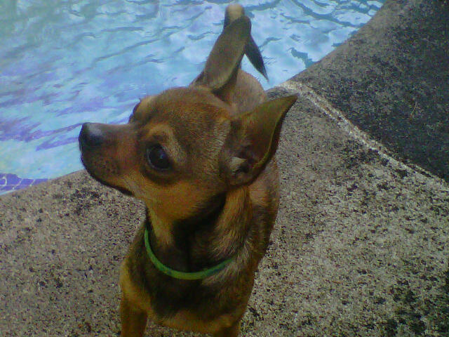 PACO EN LA PISCINA