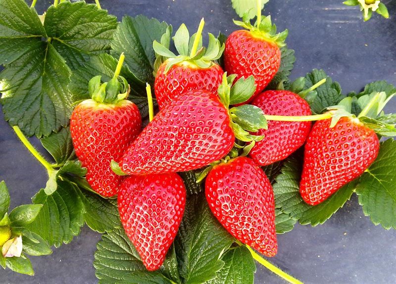 fresas