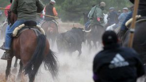 toro de la vega