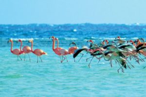 Flamingoes-of-Inagua-Bahamas-