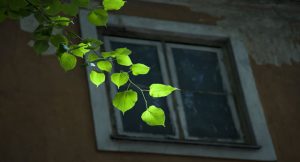 hojas-sobre-ventana