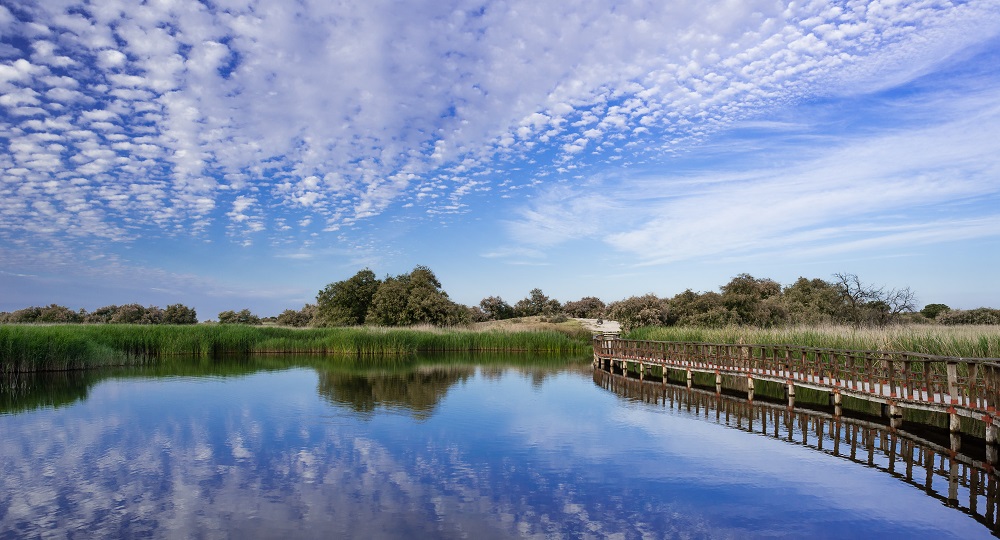 Daimiel 