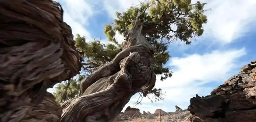 Un cedro de más de 1.400 años en el Teide, el árbol más viejo de la UE